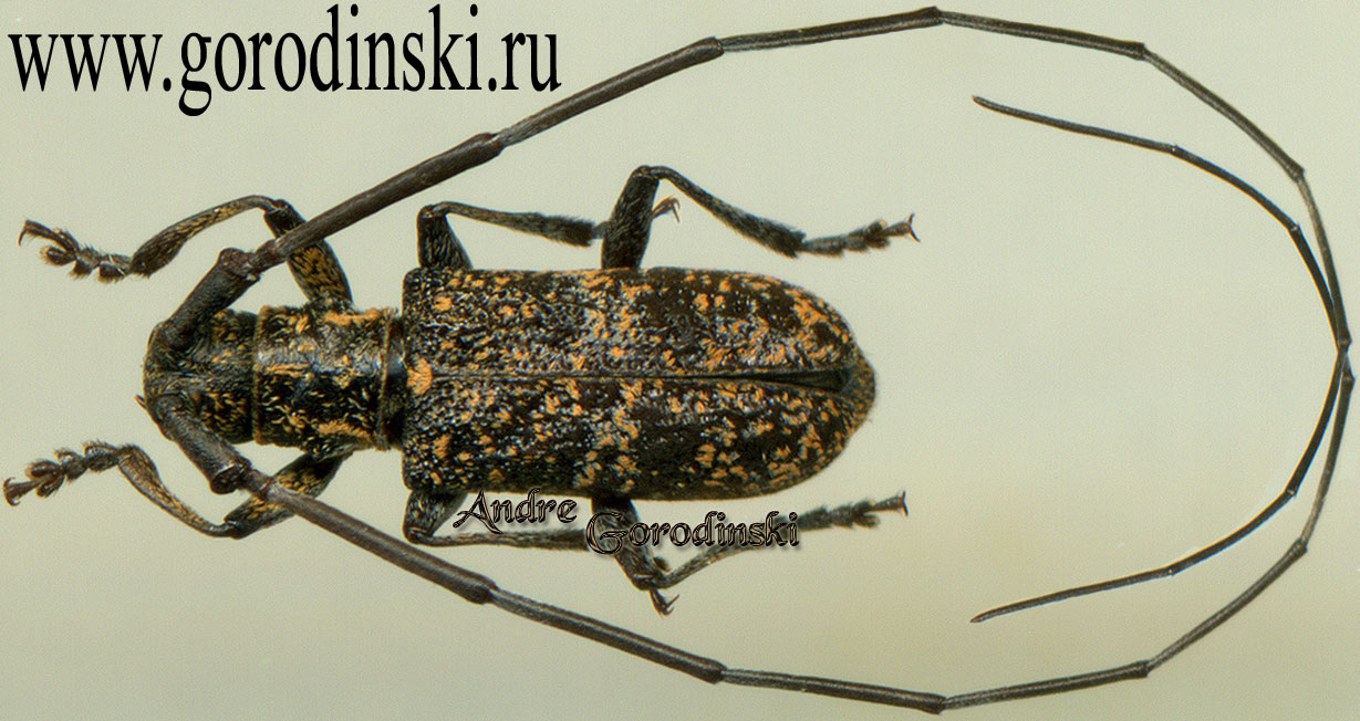 http://www.gorodinski.ru/cerambyx/Monochamus dubius.jpg